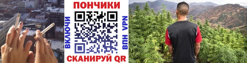Купить закладки  Белая Холуница  Бошки Шишки сатива 